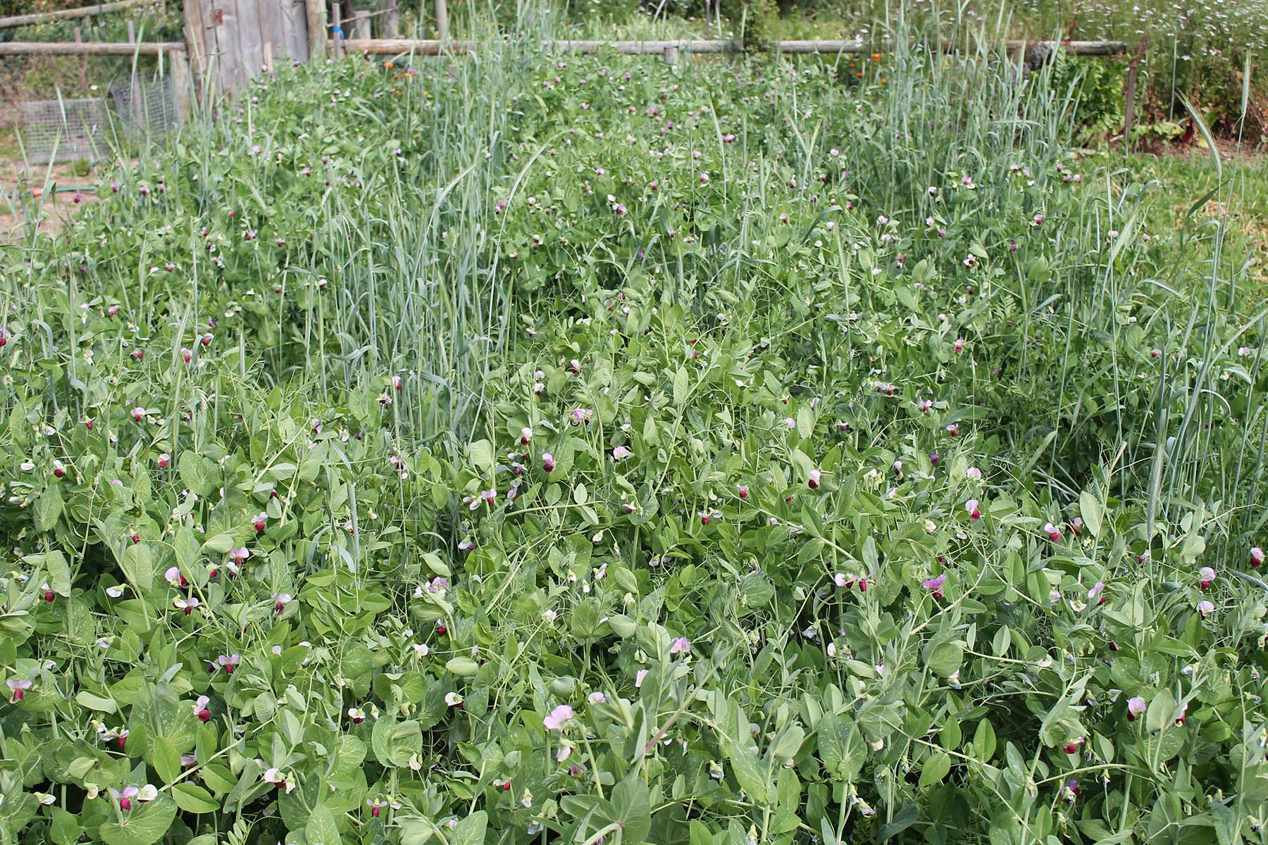 Integrated weed, pest and disease management - field of flowering peas.